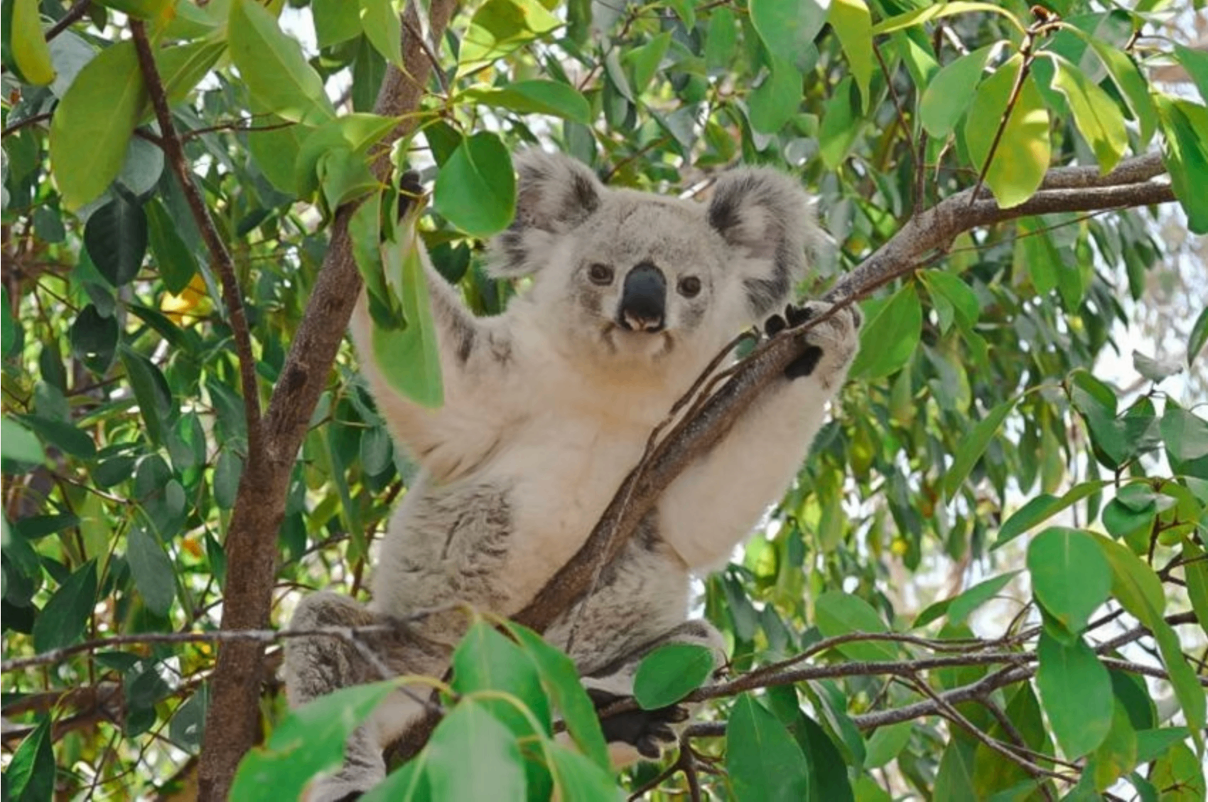 Koala in the eucalypts on Magnetic Island