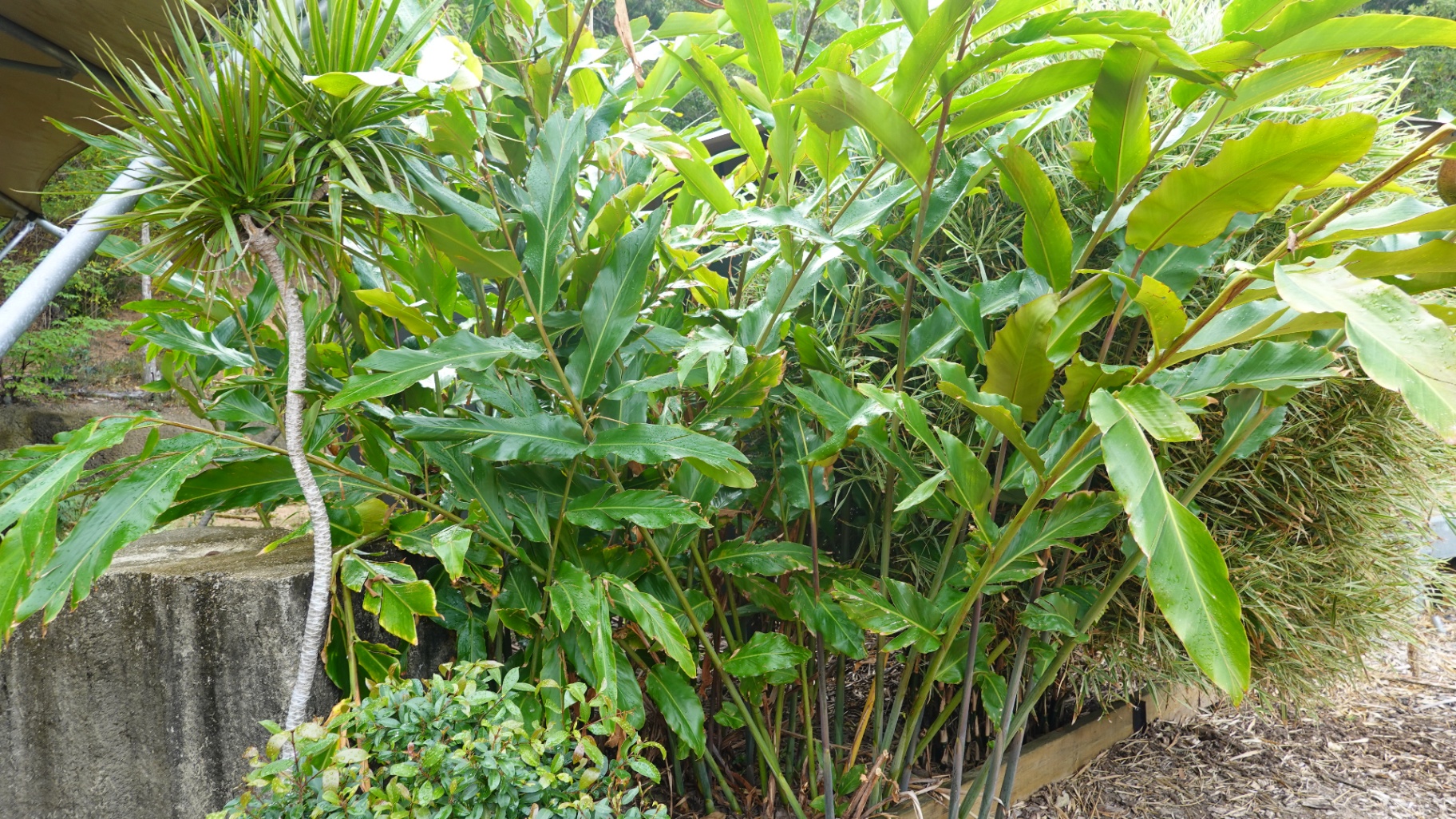 Tropical palms and native plantings in the Magnetic Glamping resort grounds