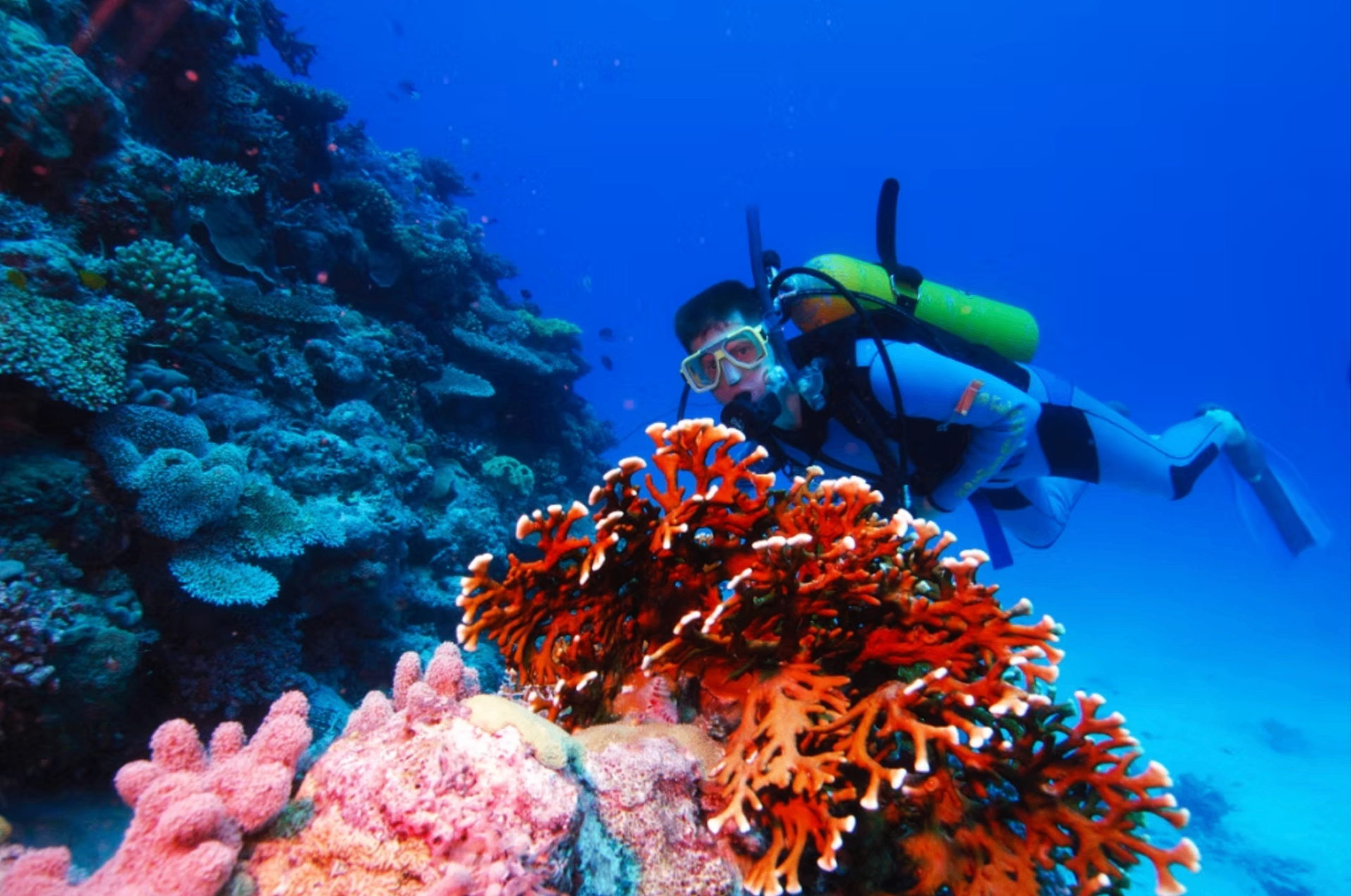 Snorkelling on the reef off Magnetic Island
