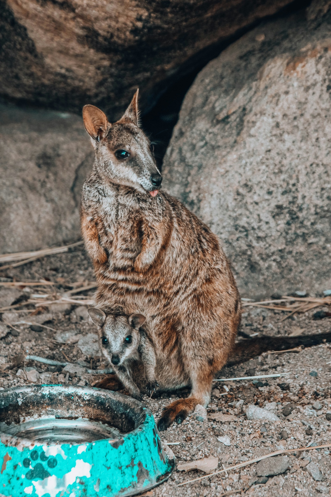 Rock wallaby and joey on Magnetic Island