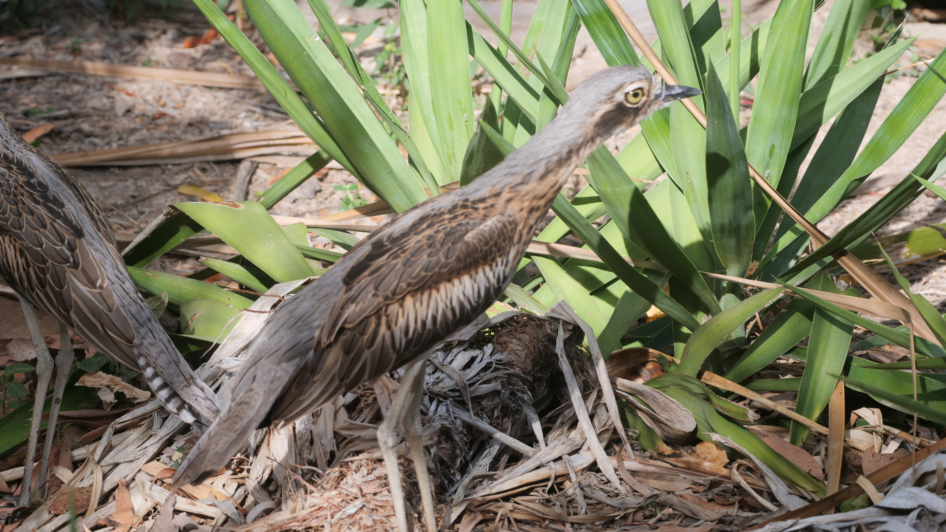 A bush stone-curlew at home in the resort gardens, Magnetic Glamping