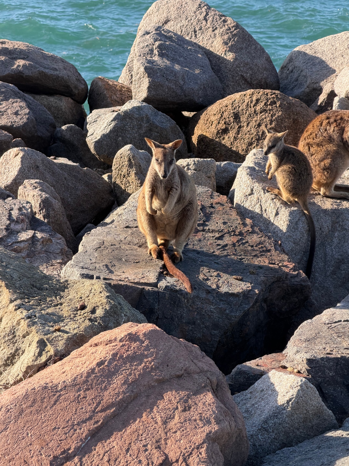 Rock wallabies on granite boulders overlooking the water on Magnetic Island